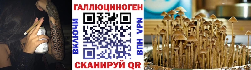 Псилоцибиновые грибы Psilocybe  Купить закладки  Костерёво 